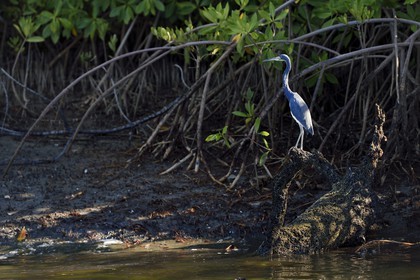 Nicaragua, la côte pacifique de Leon, la mangrove du parc national Isla Juan Venado, Aigrette tricolore (Egretta tricolor)