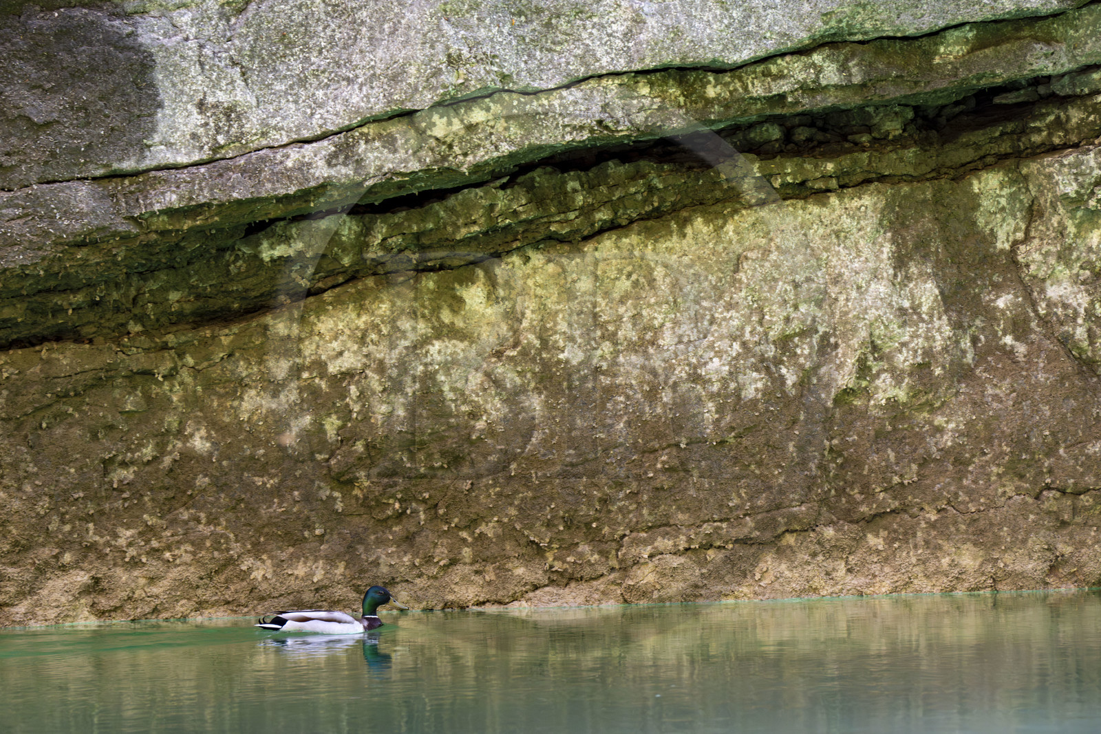 Var (83) rive gauche et Alpes-de-Haute-Provence (04) rive droite, Parc Naturel Régional du Verdon, Basses Gorges du Verdon en aval du lac de Sainte Croix, canard dans les gorges de Baudinard