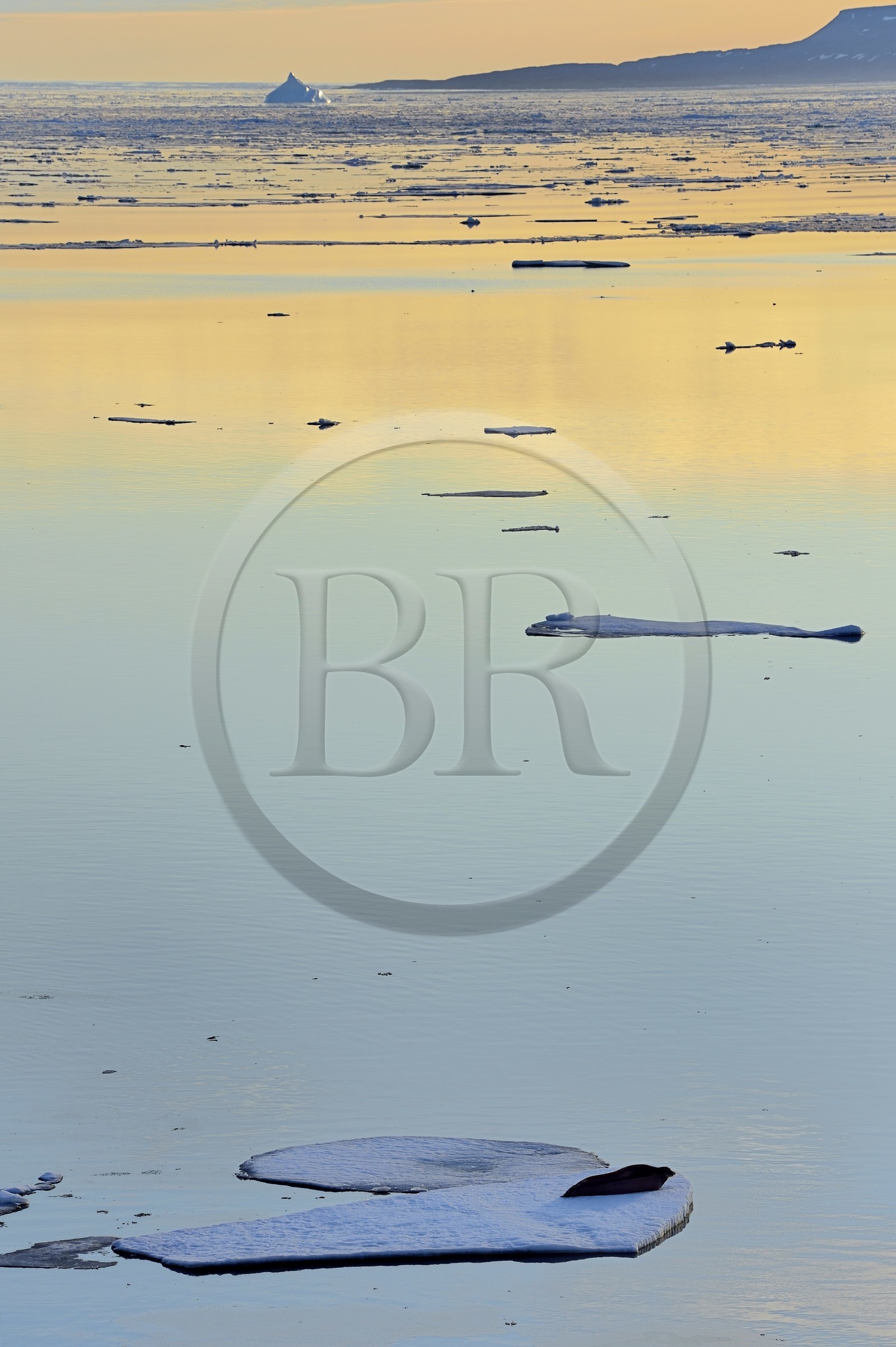 Groenland, cote Nord-Ouest, Smith sound au nord de la baie de Baffin à Inglefield Land, phoque barbu (Erignathus barbatus) allongé sur un morceaux de glace de la banquise arctique
