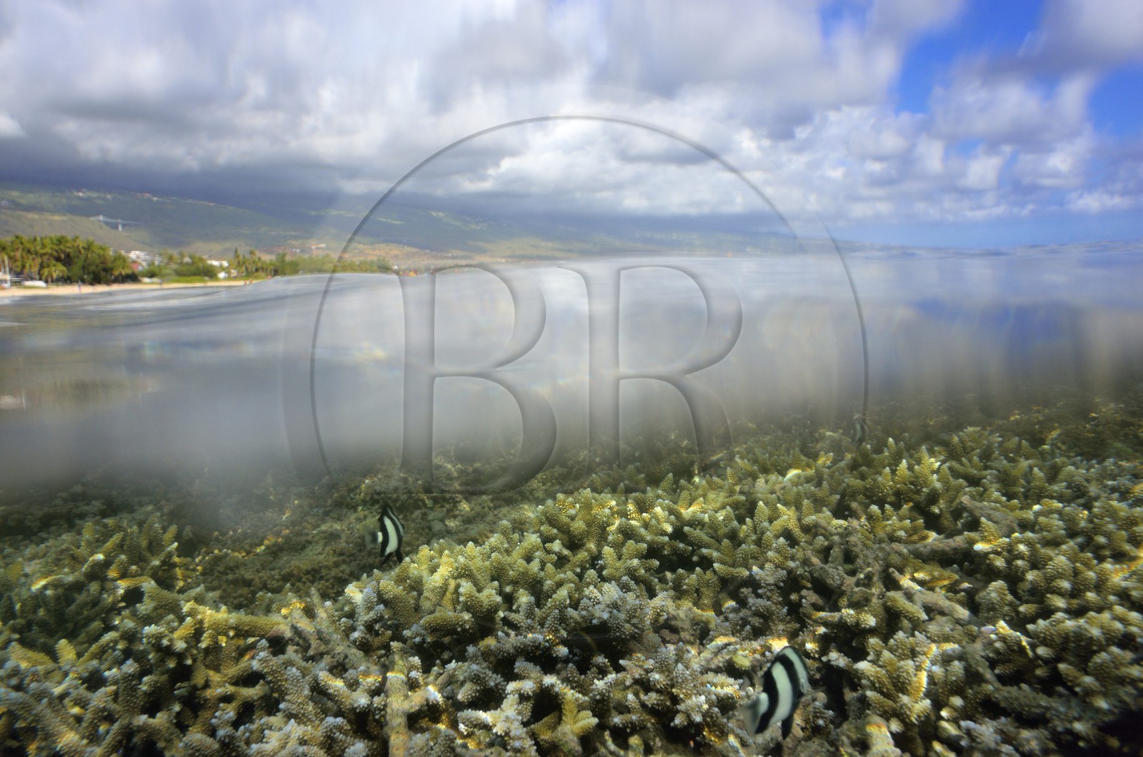 France, Ile de la Reunion, Côte Ouest, Saint-Gilles-Les-Bains (commune de Saint-Paul), le récif corallien du lagon de l'Ermitage et de La Saline-Les-Bains (vue sous-marine)