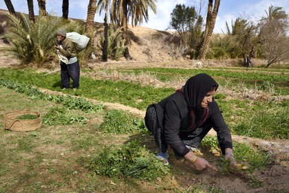 Iran, Isfahan province, Dasht-e Kavir desert, the oasis of Arousan in Khur and Biabanak County, woman harvesting her field