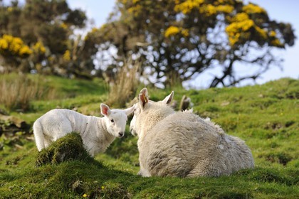 Royaume-Uni, Ecosse, région des Highlands, les Hébrides, île de Skye, mouton et son agneau