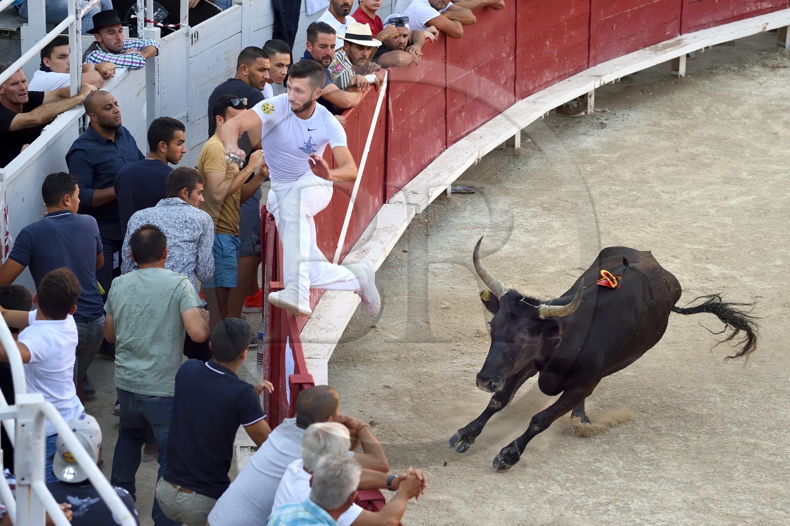 France, Bouches-du-Rhône (13), Arles, la course camarguaise  de la Cocarde d'Or aux Arènes