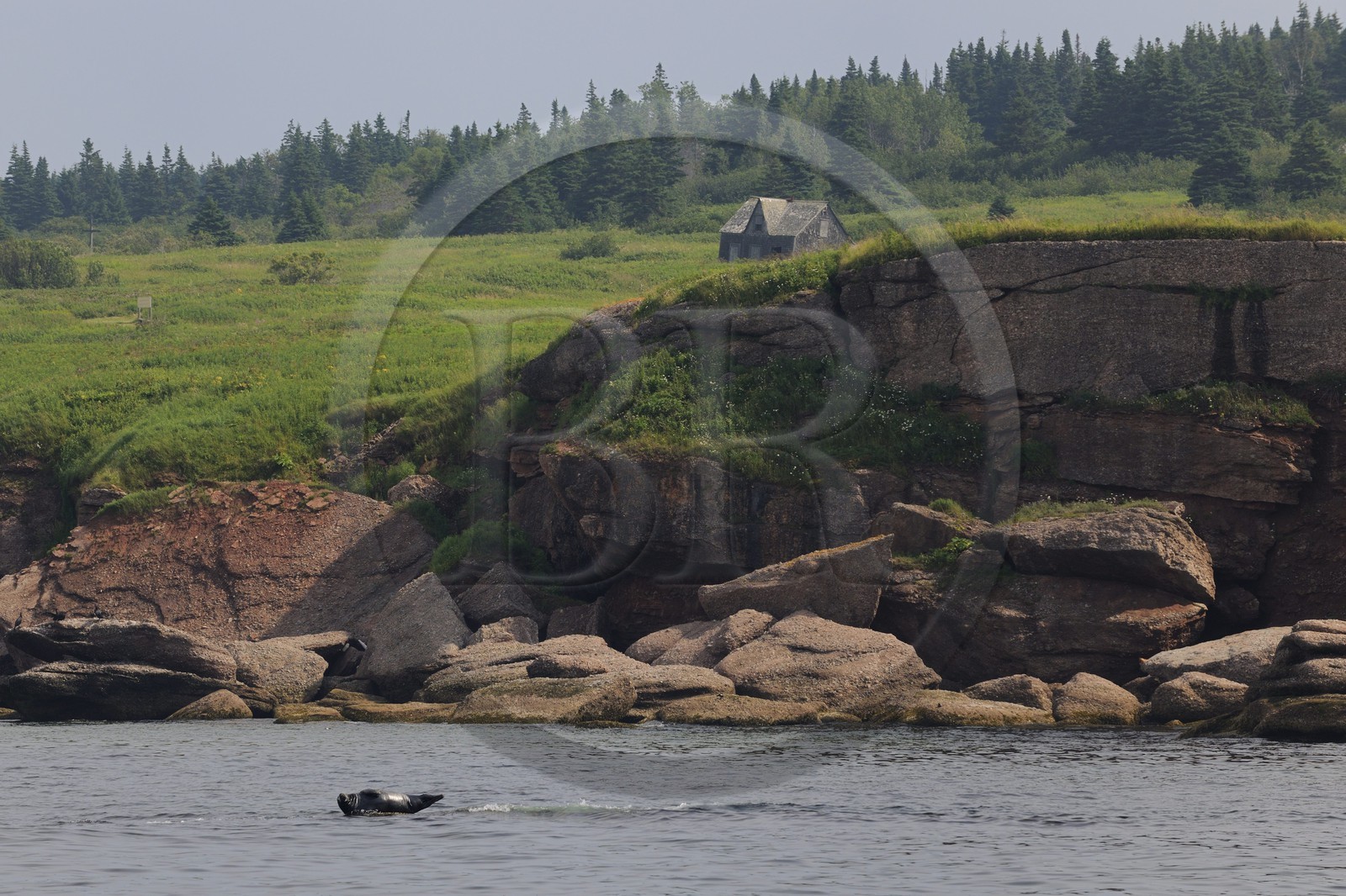 Canada, province de Québec, Gaspésie, île Bonaventure, phoque gris (Halichoerus grypus)