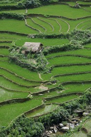 Vietnam, province de Lao Cai, région de Nord-Ouest de Sapa, rizières en terrasses