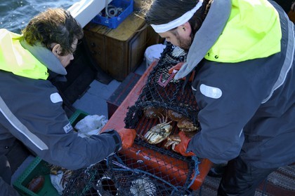 Suède, Västra Götaland, Iles Koster, sortie en mer pour récupérer les casiers à homards, on trouve souvent du crabe dans les casiers