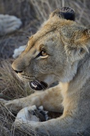 Zimbabwe, Midlands Province, Gweru, Antelope Park home to ALERT (African Lion and Environmental Research Trust), young lioness (panthera leo)