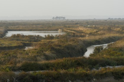France, Charente-Maritime (17), ile de Ré