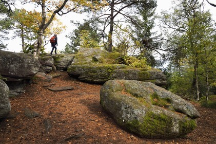 France, Haut Rhin, Thannenkirch, hiking in the Taennchel massif, at the top of the Rocher des Geants