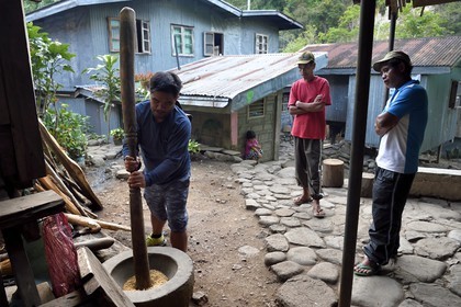 Philippines, Ifugao province, Banaue region, village of Cambulo, threshing rice with a pestle