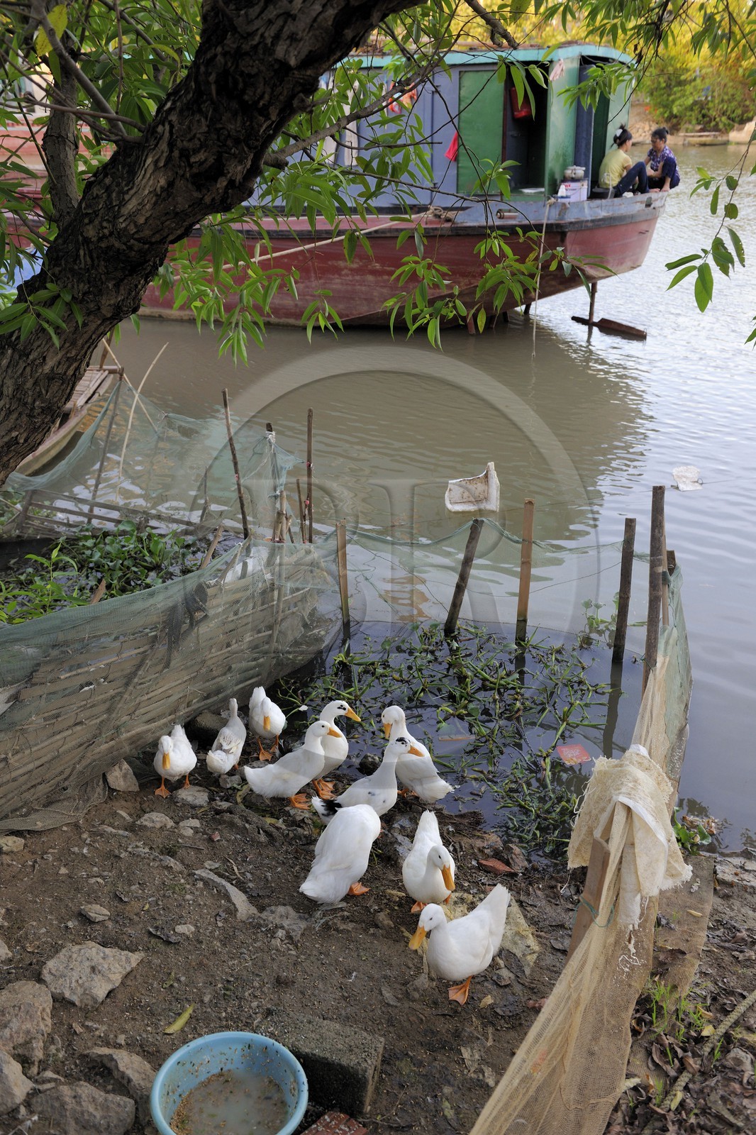 Vietnam, province de Ninh Binh, village insulaire de Kenh Ga, élevage de canards