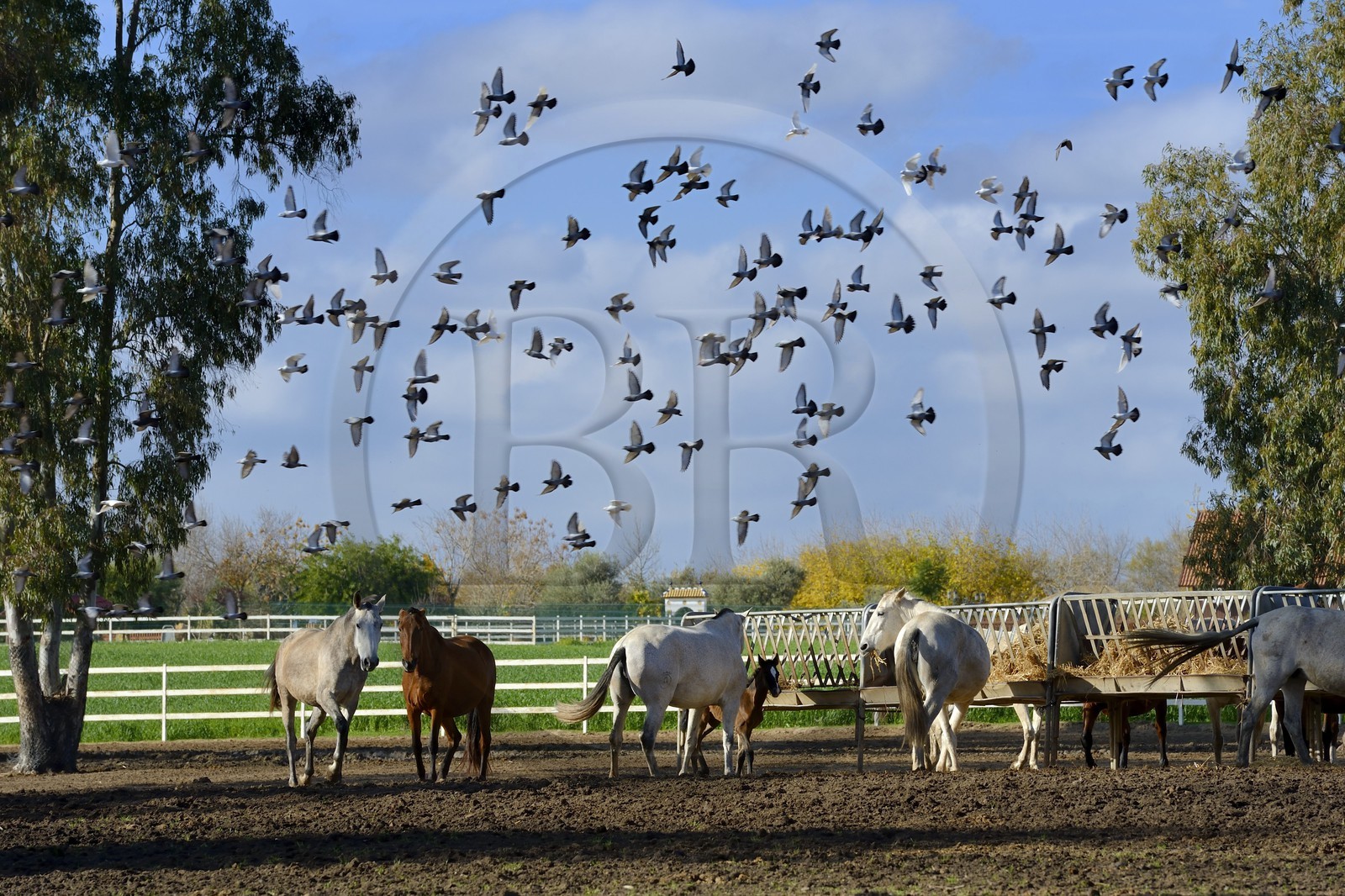 Spain, Andalusia, Seville Province, Utrera, the Ayala stud farm (Yeguada Ayala), Andalusian horse also known as the Pure Spanish Horse or PRE (Pura Raza Espanola)