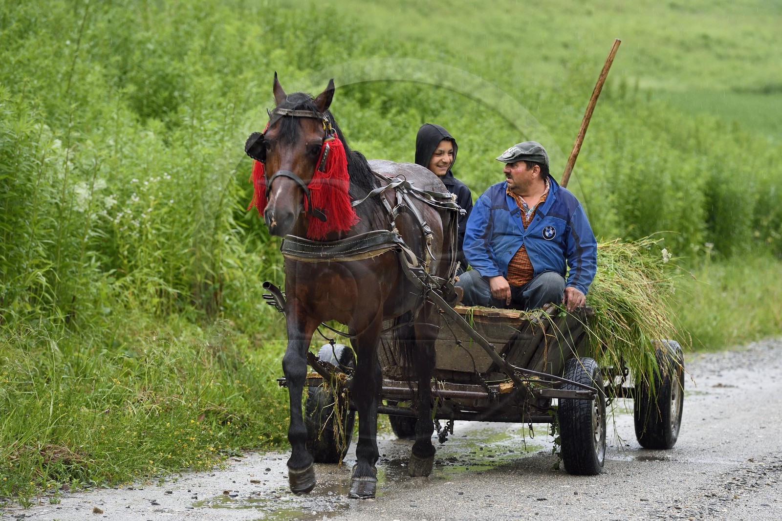 Roumanie, Transylvanie, Biertan, transport des foins en chariot tracté par un cheval