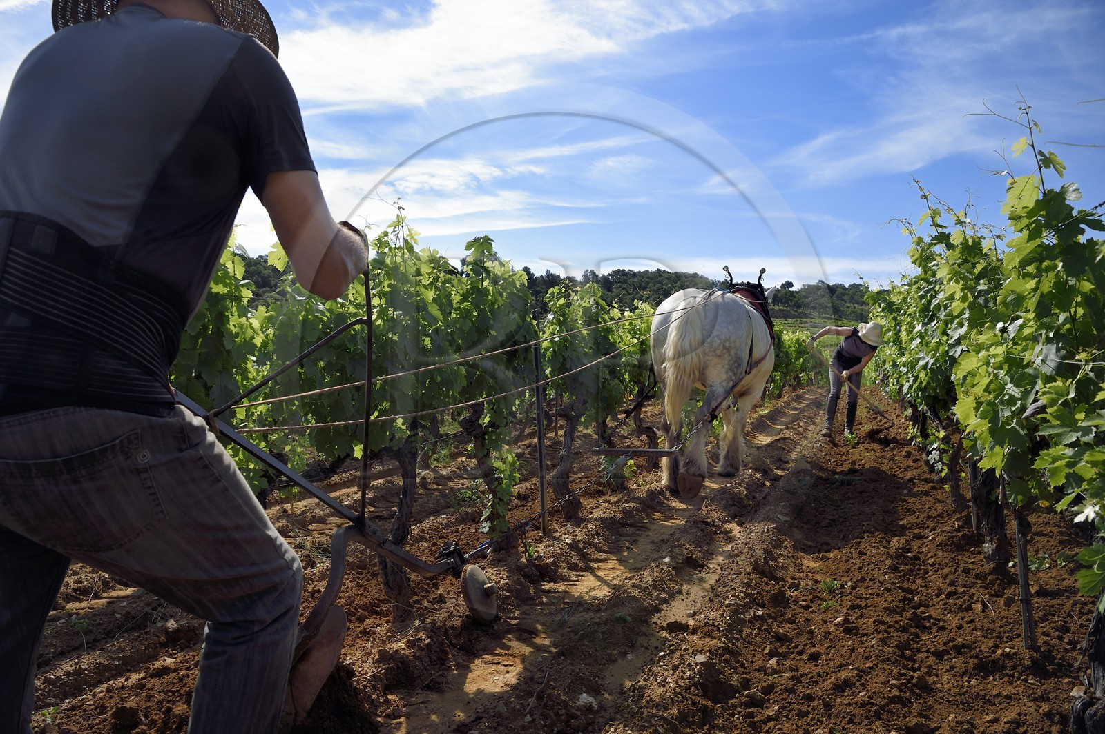 France, Var, Presqu'ile de Saint-Tropez, Gassin, domaine de la Rouillère, Jean-Louis and Christine Calla plow a vineyard plot with their horse
