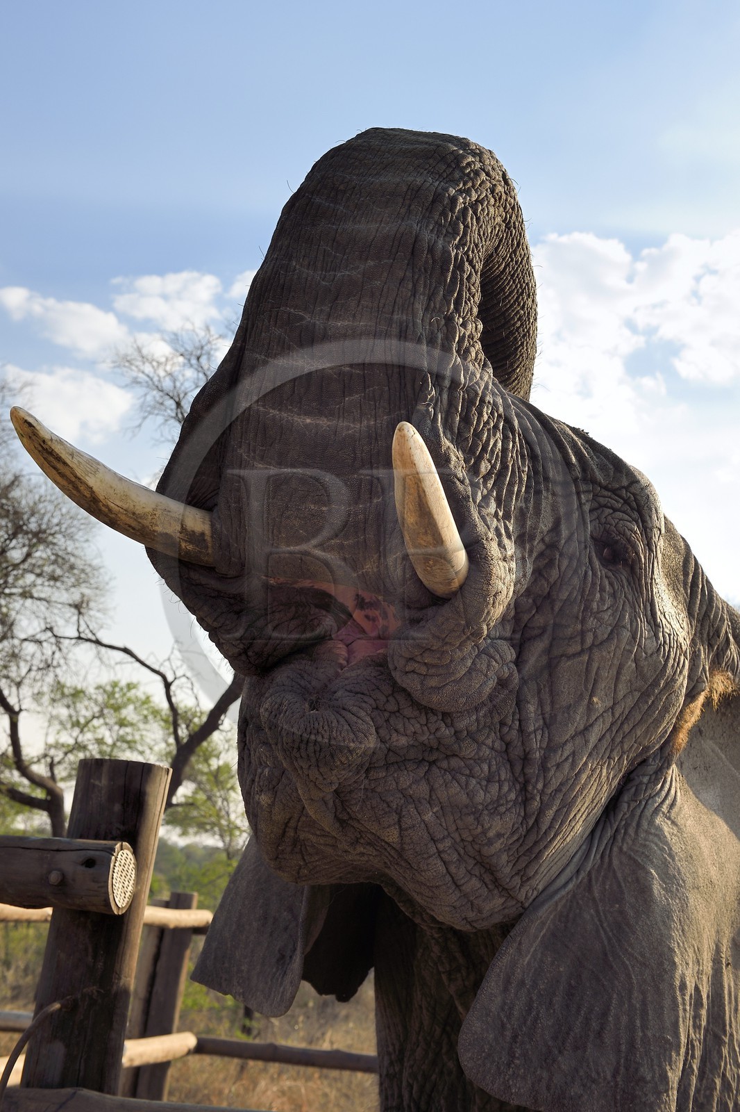 Zimbabwe, Midlands Province, Gweru, Antelope Park, African elephant (Loxodonta africana)