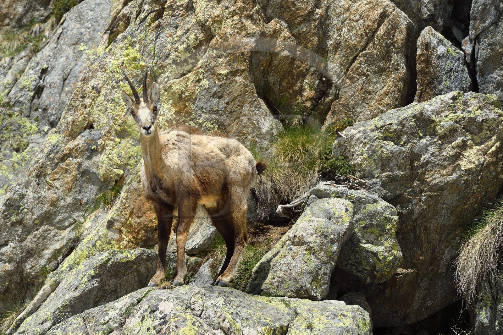 France, Alpes-Maritimes (06), parc national du Mercantour, chamois (Rupicapra rupicapra) dans le vallon de la Madone de Fenestre