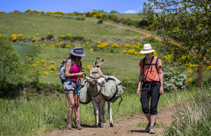 France, Haute-Loire (43), randonnée avec un âne sur le chemin de Stevenson (GR 70) entre Le Monastier-sur-Gazeille et Saint-Martin-de-Fugères