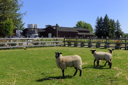 United States, California, Russian Valley River, De Loach wine producing domaine