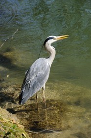 France, Val-de-Marne (94), les bords de Marne, Champigny-sur-Marne, Héron cendré (Ardea cinerea)
