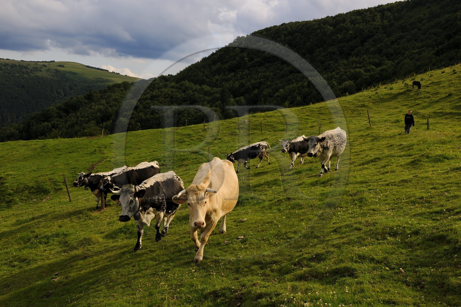 France, Haut-Rhin (68), la route des Crêtes vers Metzeral, ferme marcaire de Steinwasen, vaches en paturage