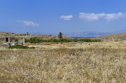 Grèce, île de Delos, classée Patrimoine Mondial de l'UNESCO, site archéologique de Délos, sanctuaire d'Apollon, la plus grande cité antique de la mer Egée