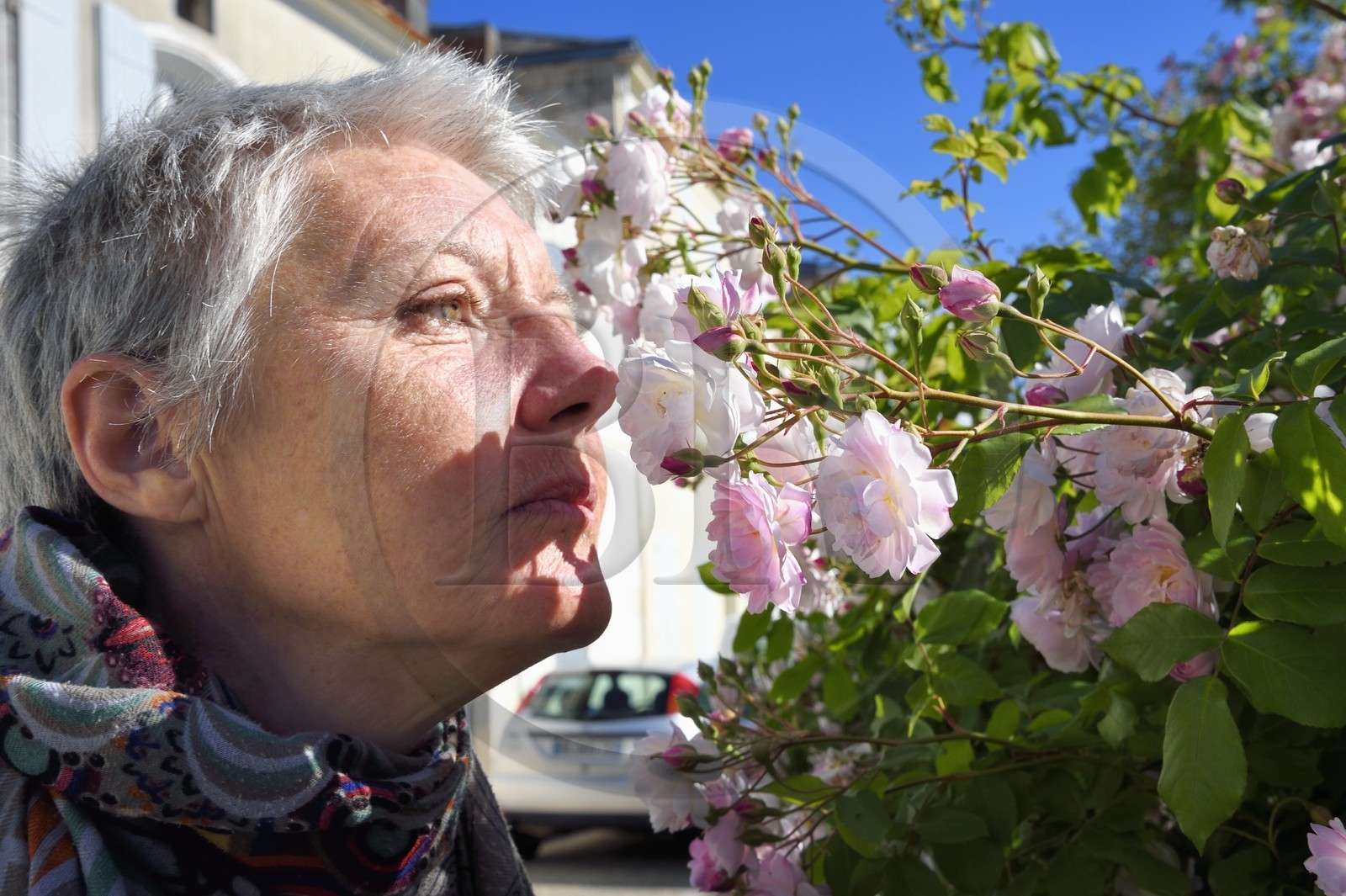 France, Charente-Maritime (17), Saintonge, Saint-Savinien,