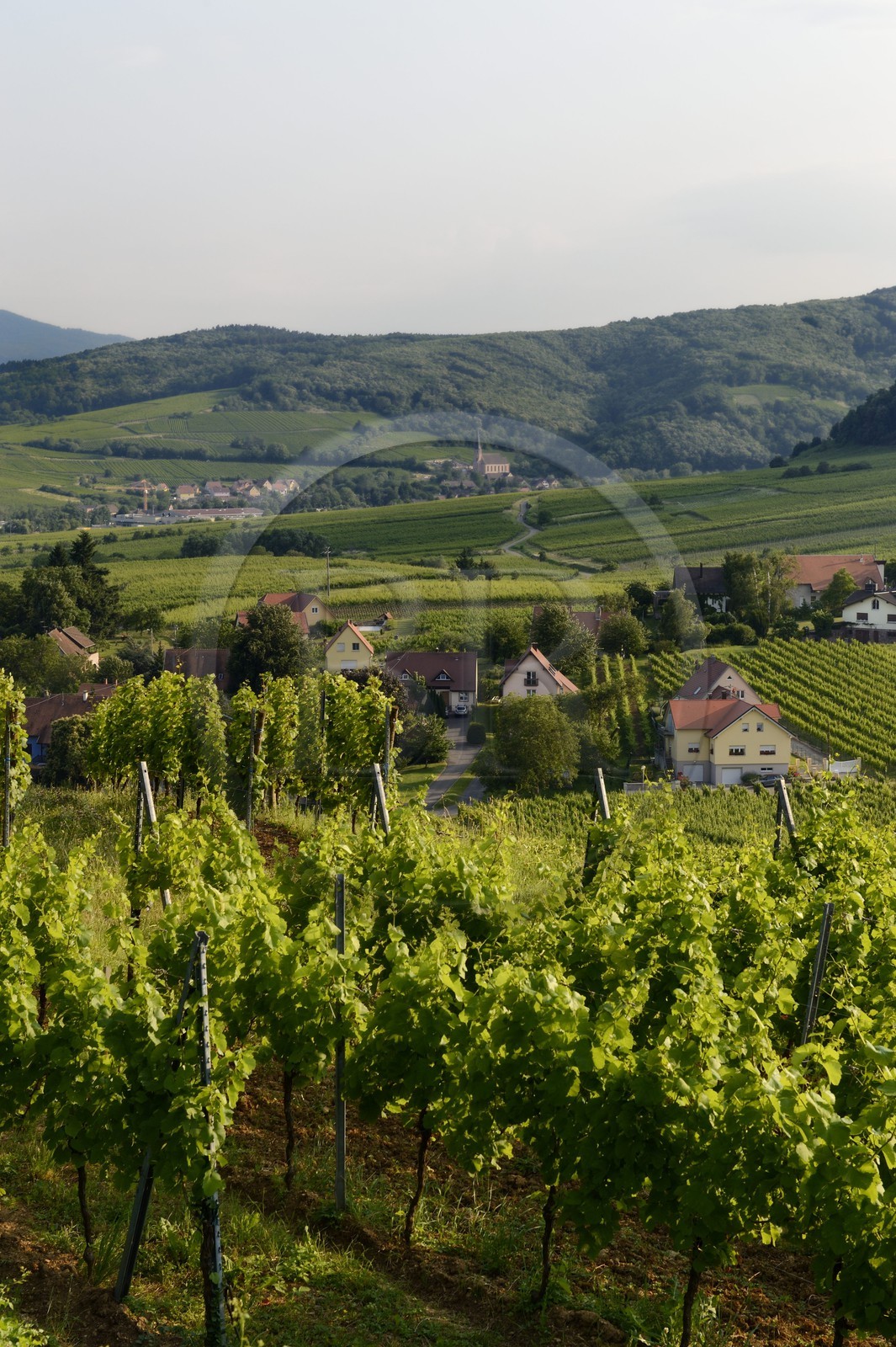 France, Bas-Rhin (67), Route des Vins d'Alsace, le vignoble à Mittelbergheim et le village d'Andlau en arrière plan, le terroir de la colline du Zotzenberg est classé Grand Cru