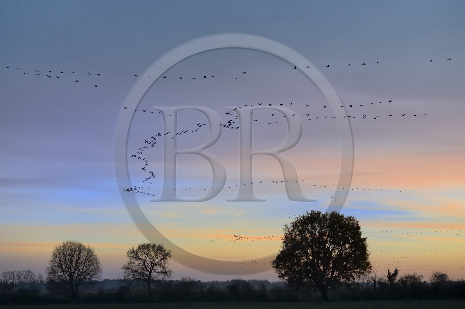 France, Indre, Berry, Parc Naturel Regional de la Brenne (Natural Regional Park of La Brenne), Rosnay, Red Sea pond (etang de la Mer Rouge), Common Crane (Grus grus), flight at sunset