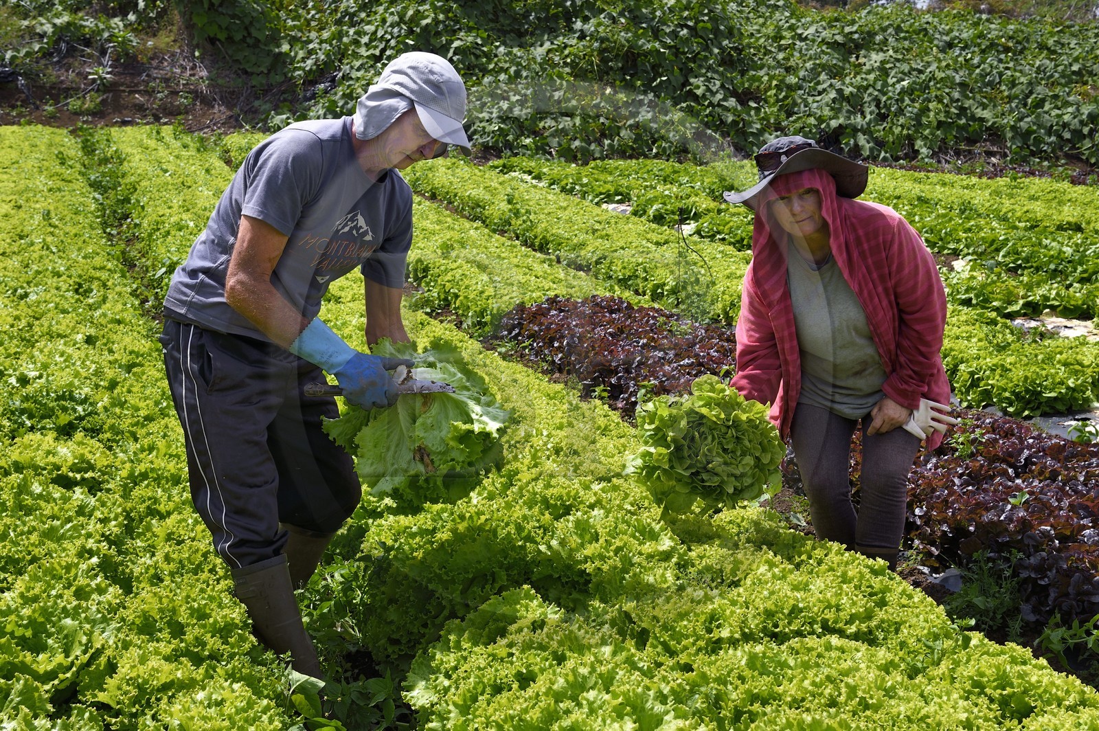 France, Ile de la Reunion, Le Tampon, la Plaine des Cafres, les agriculteurs Jacqueline et Jean-Pierre Lacaille dans leur champ de salades