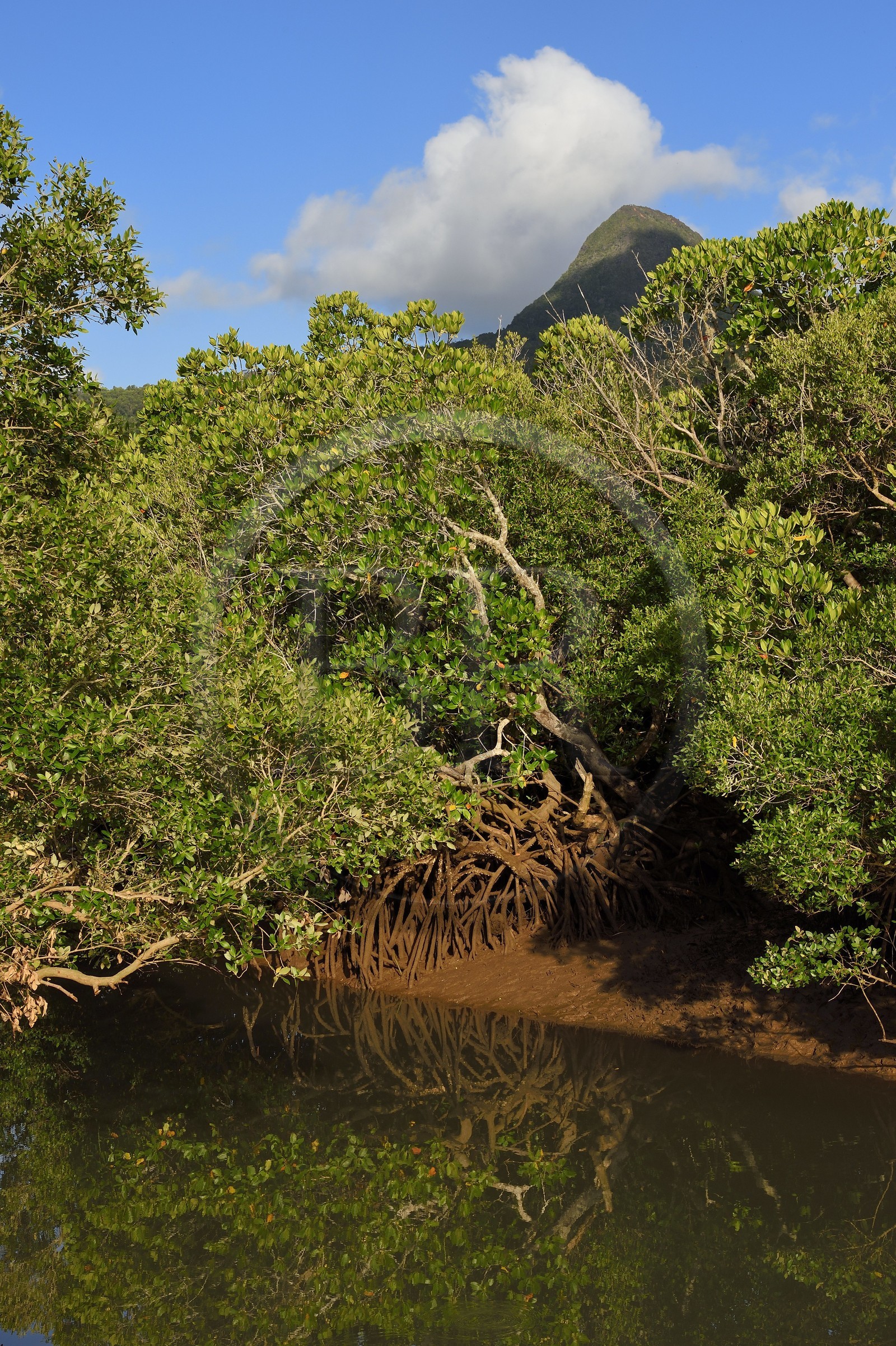 France, Mayotte island (French overseas department), Grande-Terre, Kani-Keli, the Kani-Be mangrove, Mount Choungui in the background