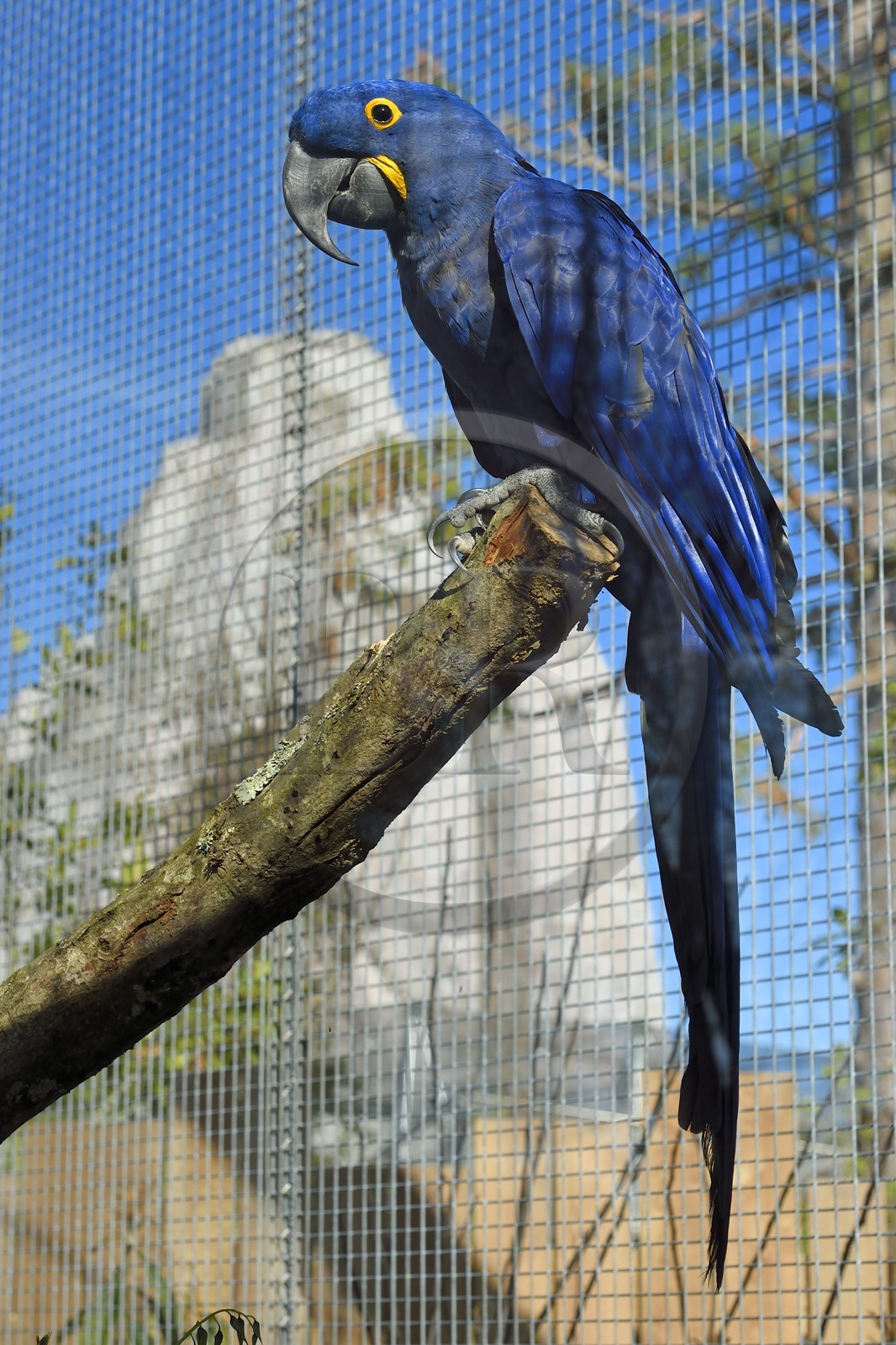 France, Paris (75), Le Parc zoologique de Paris (Zoo de Vincennes), Ara hyacinthe (Anodorhynchus hyacinthinus) dans la biozone Guyane, en arrière plan le Grand Rocher qui est l’emblème du zoo depuis 1934
