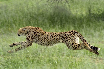 Namibie, Otjiwarongo, Cheetah Conservation Fund, centre de recherche et d'éducation, guépard (Acinonyx jubatus) entrainé à courir pour rester en forme et sain