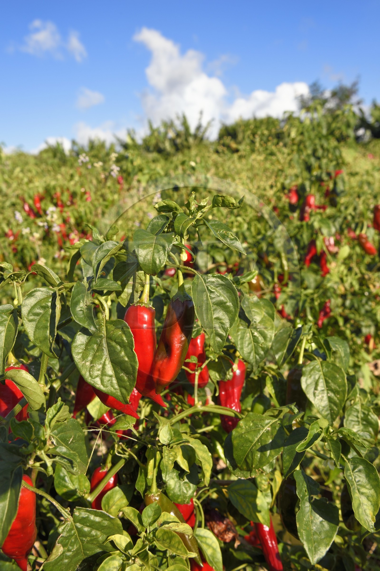 France, Ile de la Reunion, côte sud, Petite-Ile, culture du piment rouge de la Réunion