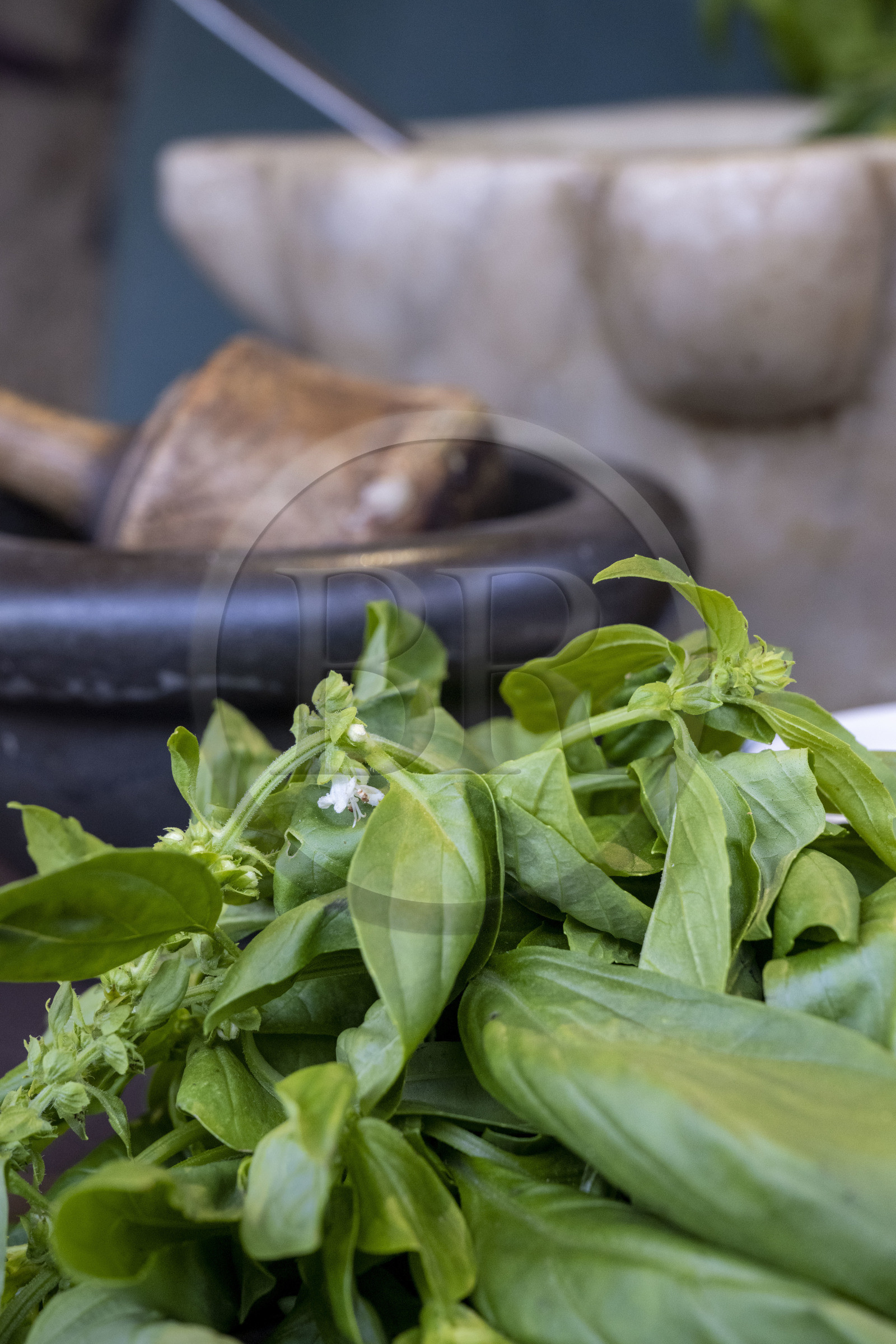 France, Alpes-Maritimes (06), Nice, restaurant Lou Balico spécialisé dans le basilic, Sara Issautier présente la préparation du pesto traditionnel