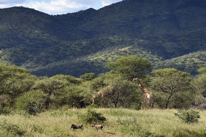 Namibia, Khomas region, north of Windhoek, Okapuka Ranch, giraffes (Giraffa camelopardalis) and warthog (Phacochoerus africanus)