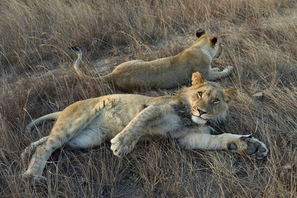 Zimbabwe, Midlands Province, Gweru, Antelope Park home to ALERT (African Lion and Environmental Research Trust), young lion and lioness (panthera leo)