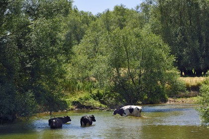 France, Meuse (55), Bannoncourt, vaches se baignant dans la Meuse