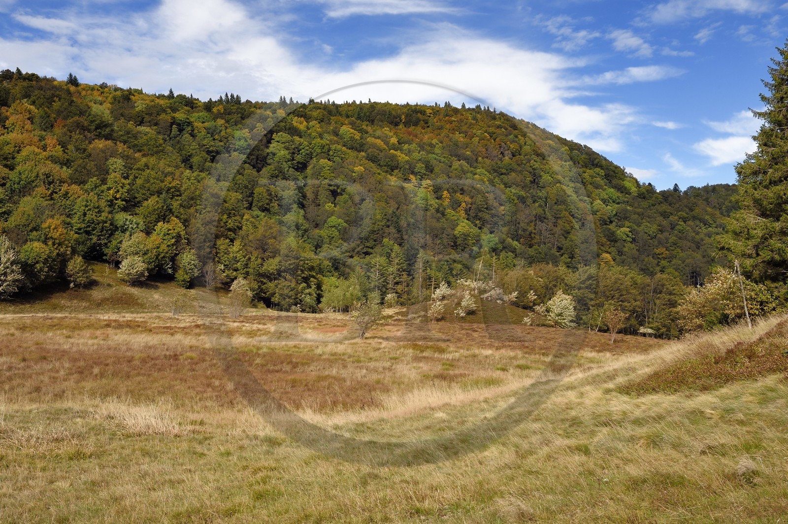 France, Vosges (88), Parc naturel régional des ballons des Vosges, Saint-Maurice-sur-Moselle, chaume des Neuf Bois, tourbière entouré par la foret