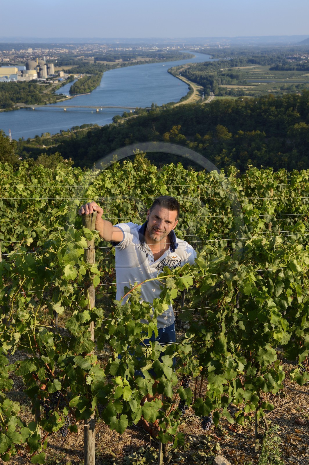 France, Loire (42), Parc Naturel Régional du Pilat, le domaine du Monteillet Stéphane Montez, Stéphane Montez dans ses vignes surplombant le Rhône