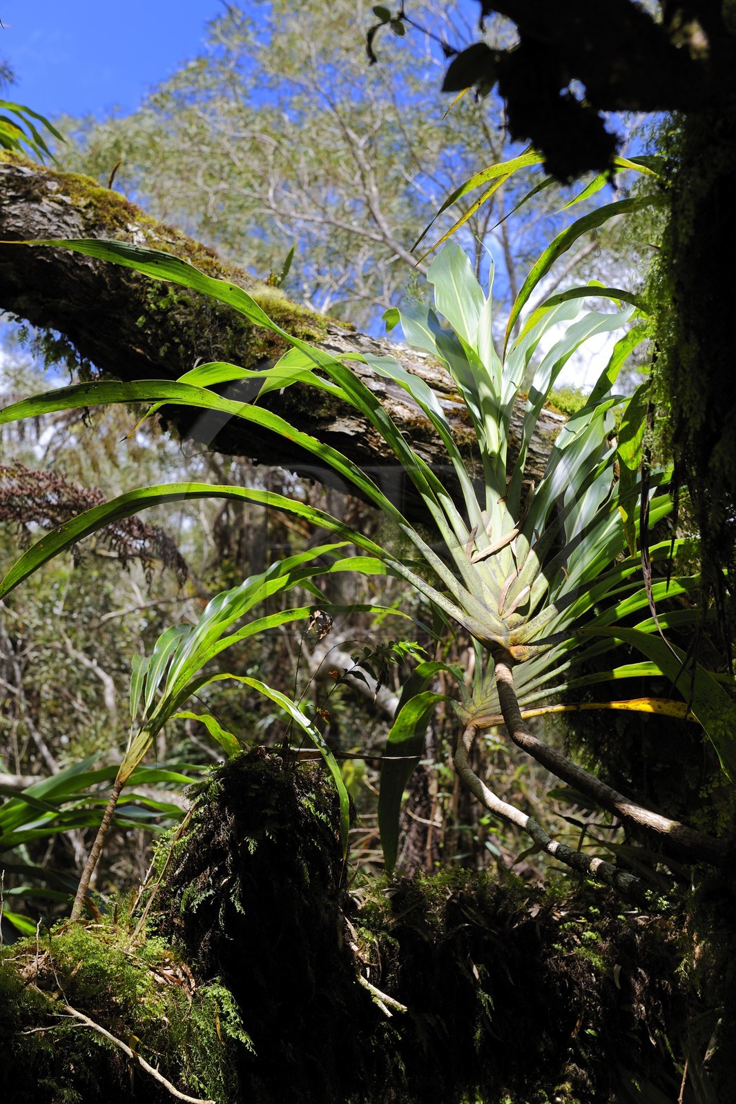 France, île de la Réunion, forêt de Bélouve