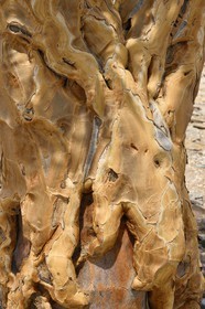 Namibie, région de Erongo, parc national Namib Naukluft, désert du Namib, Aloe dichotoma, arbre à carquois ou Kokerboom