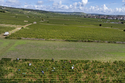 France, Côte-d'Or (21), les climats de Bourgogne classés Patrimoine Mondial de l'UNESCO, Route des Grands Crus, vignoble de la Côte de Beaune, Beaune, vendanges dans les vignes où les Hospices de Beaune possèdent des parcelles, la colline de Corton en arrière plan (vue aérienne)