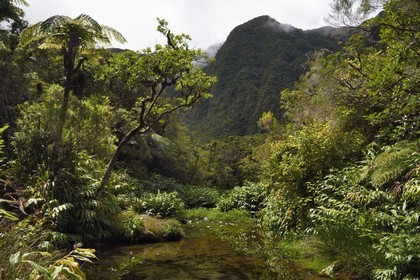 France, Ile de la Reunion, Parc National de la Réunion classé Patrimoine Mondial de l'UNESCO, La Plaine des Palmistes, forêt de Bébour, sentier de randonnée Cassé de Takamaka, Bassin des Hirondelles