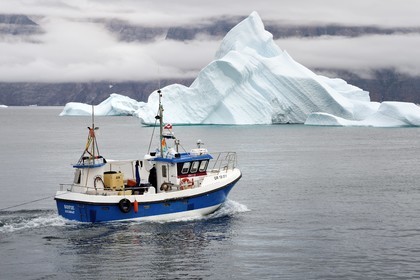 Groenland, cote ouest, Uummannaq, bateau de pêche sortant du port et icebergs en arrière plan