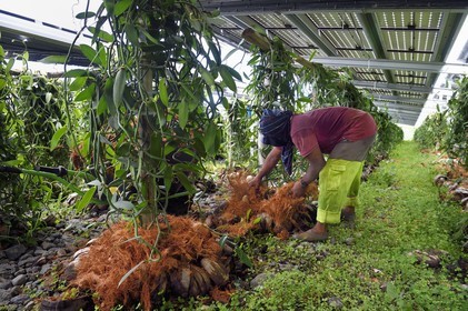 France, Ile de la Reunion, Saint-Louis, Domaine de Bellevue, producteur de vanille Planifolia biologique issues d'orchidées cultivées sous cinq hectares de panneaux photovoltaïques qui permettent d'alimenter plus de 1 800 foyers en électricité