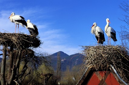 France, Haut-Rhin (68), Route des vins d' Alsace, Hunawihr, labellisé Les Plus Beaux Villages de France, centre de réintroduction des cigognes en Alsace
