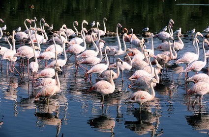 France, Aude (11), réserve africaine de Sigean, flamants roses