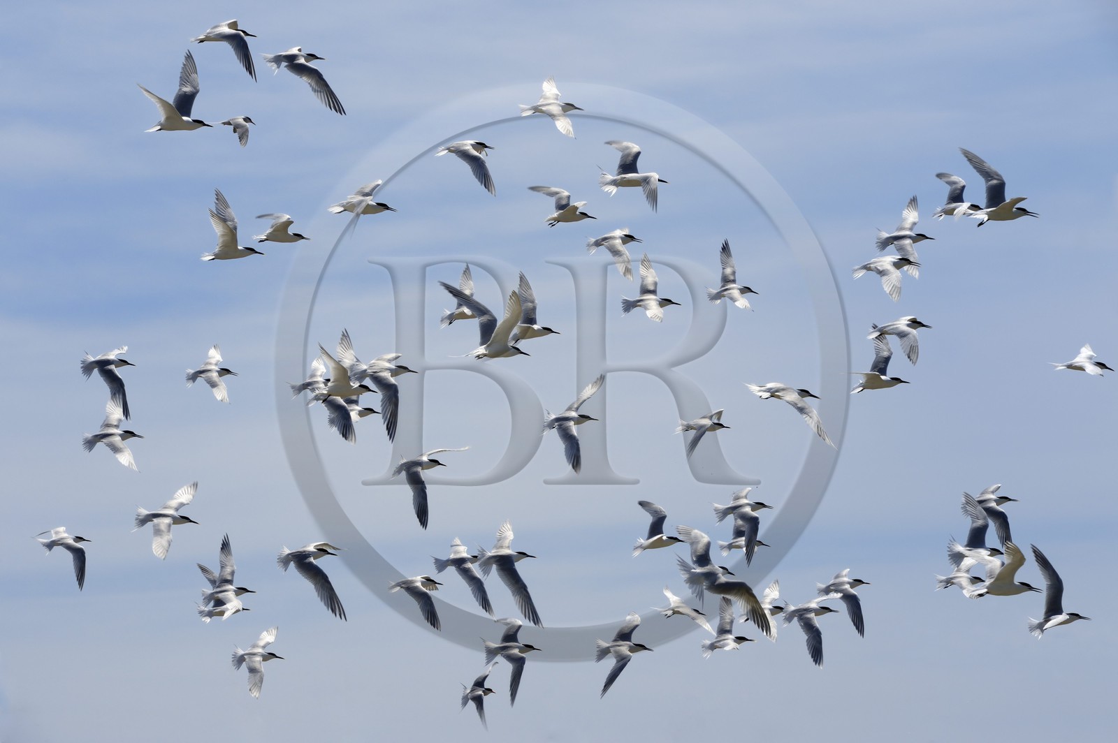 France, Finistere, La Foret Fouesnant, Glenan islands, Ile aux Moutons home to a colony of terns at the nesting period