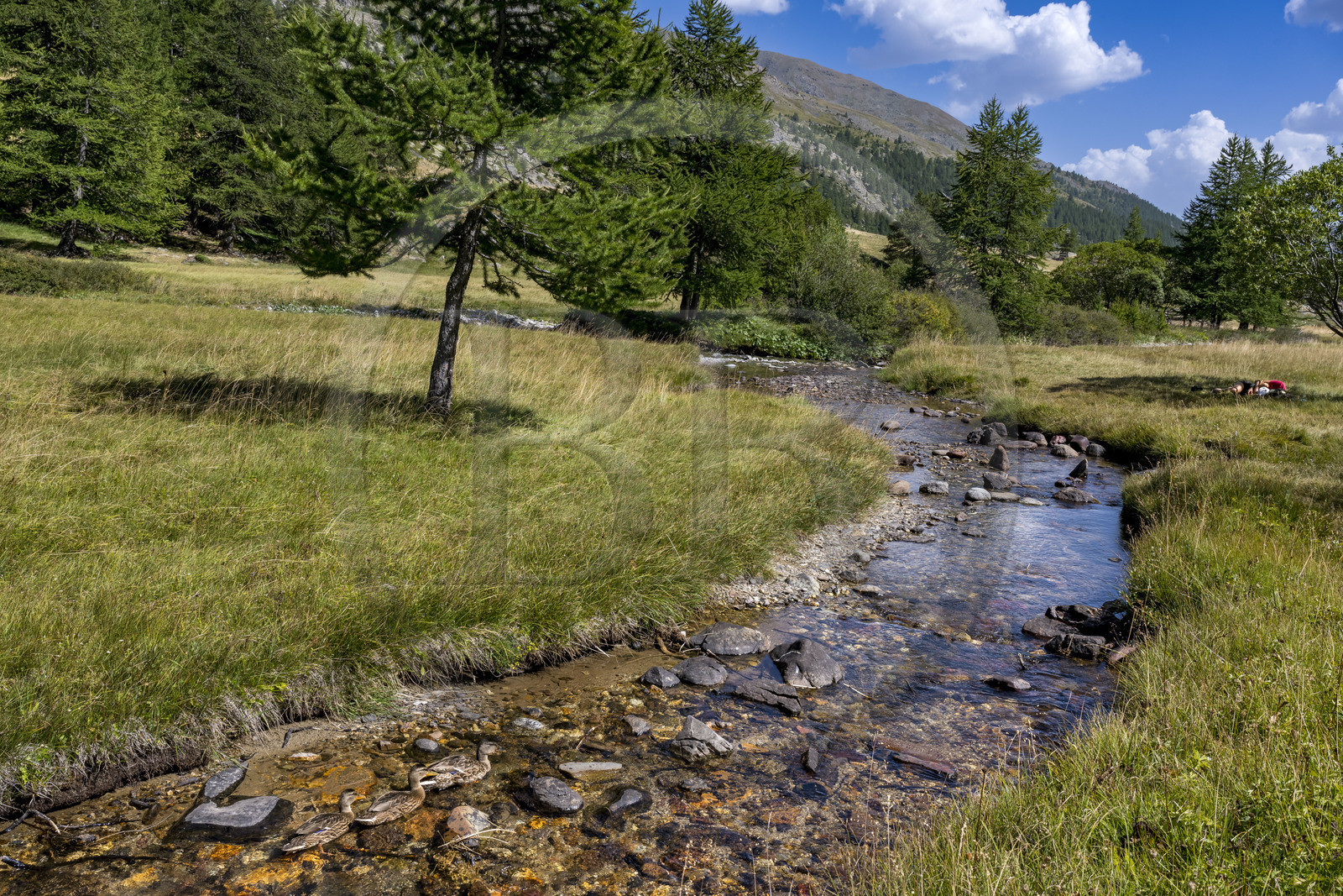 France, Hautes Alpes, Briancon region, Nevache, the Clarée valley, ducks at the Clarée river