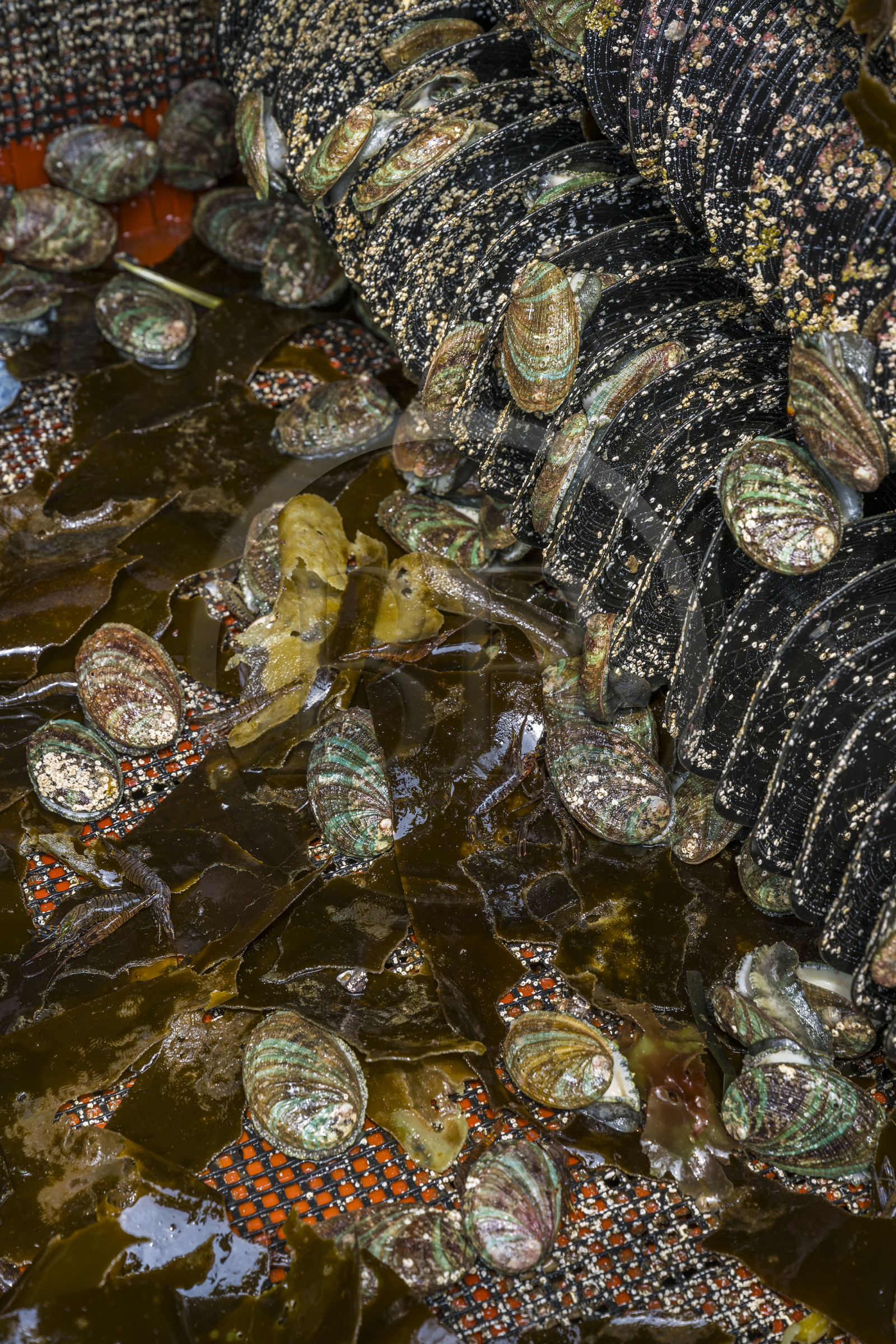 France, Finistère (29), Pays des Abers, estuaire de l'Aber Wrac'h, ormeau (haliotis tuberculata) issu d'un élevage en pleine mer nourri aux algues par France Haliotis